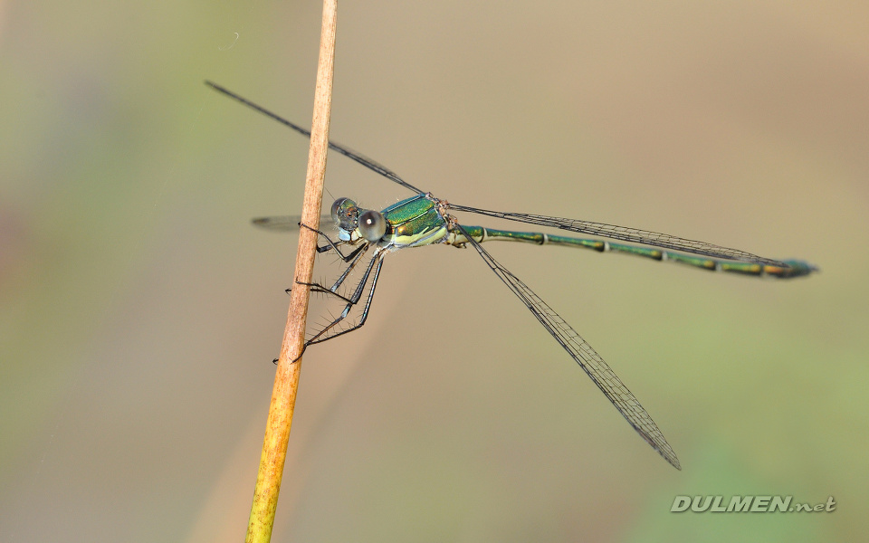 Common spreadwing (male, Lestes sponsa)